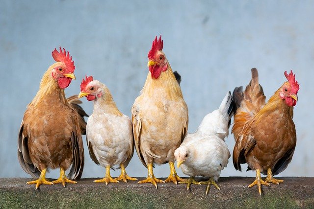 Chickens for your backyard