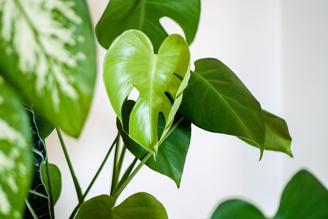 Best air-purifying plants for your home