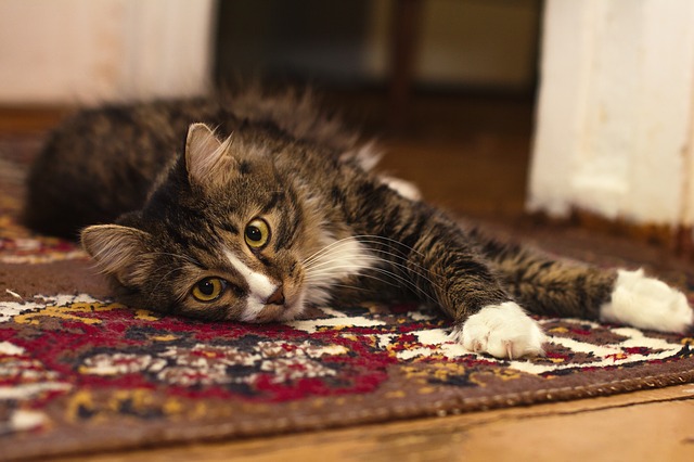 Preventing cats from scratching