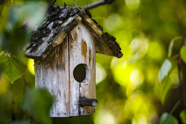 Reducing squirrels on your bird feeders