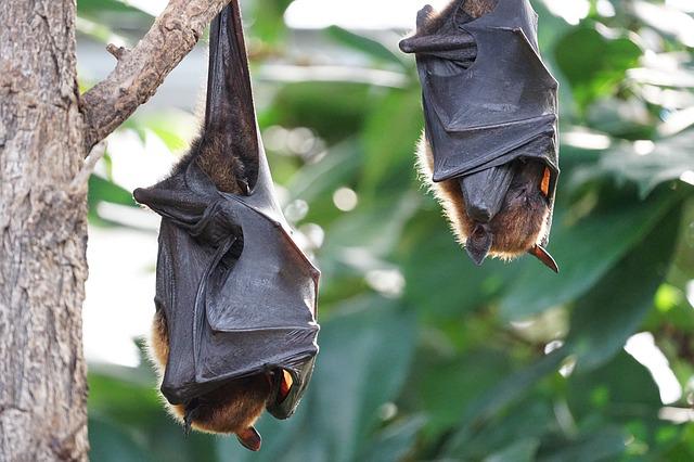 Inviting bats into your yard