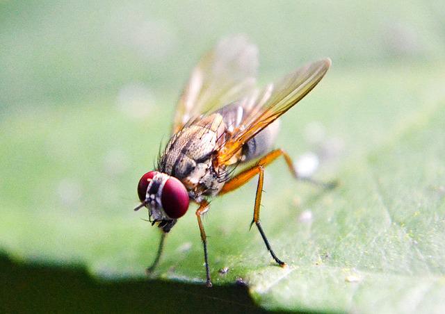 Annoying fruit flies